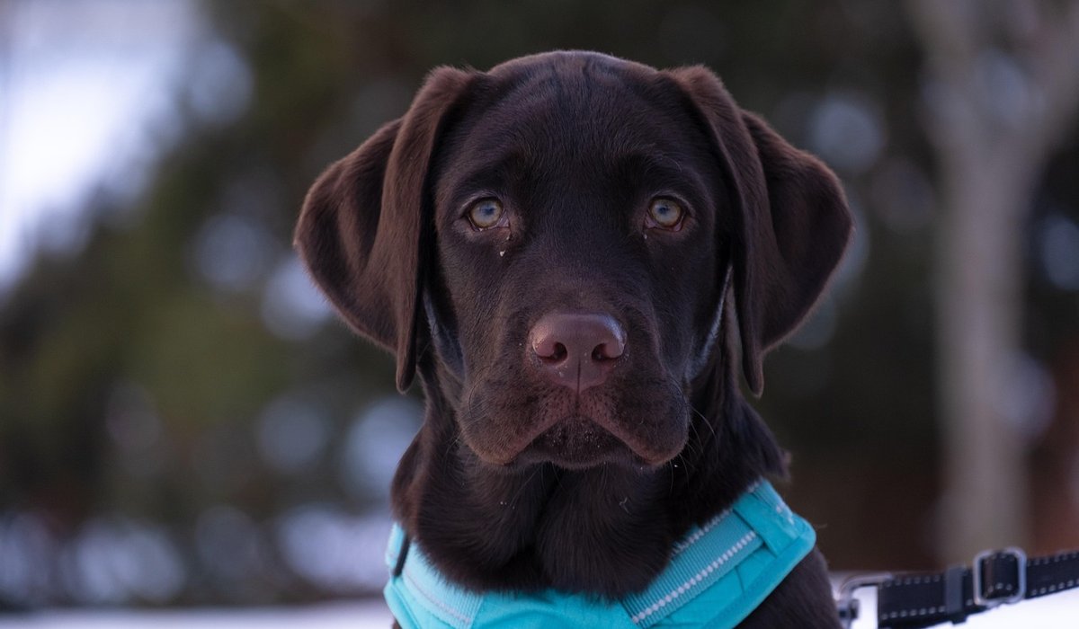 Helping Anxious Dogs Feel Settled During Car Journeys