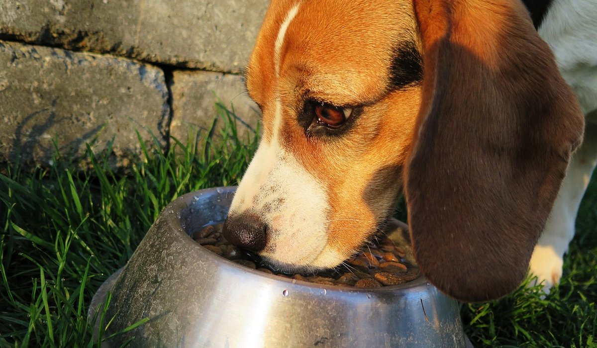 Simple Coat Care for Short-Haired Breeds