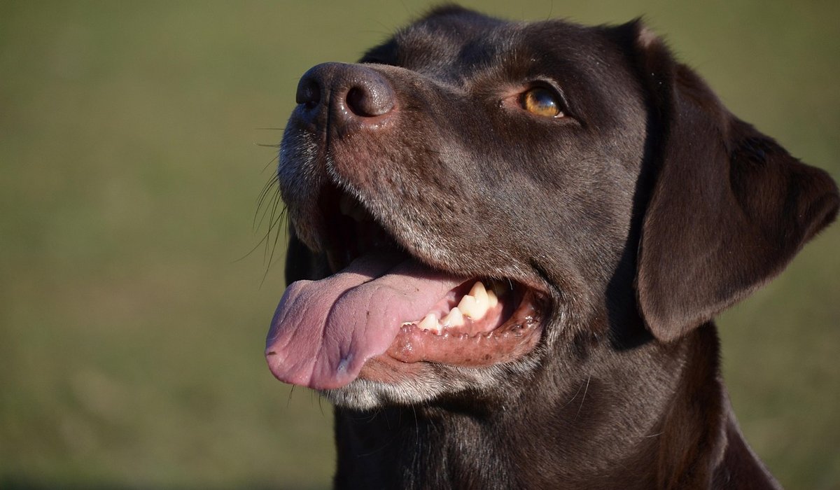 Using Positive Reinforcement to Stop Lead Pulling