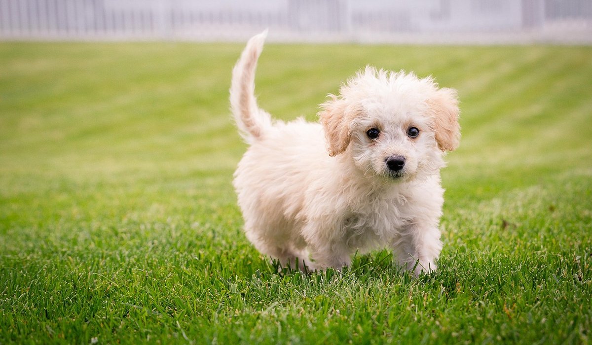 Balancing Home-Cooked Meals for Active Adult Dogs