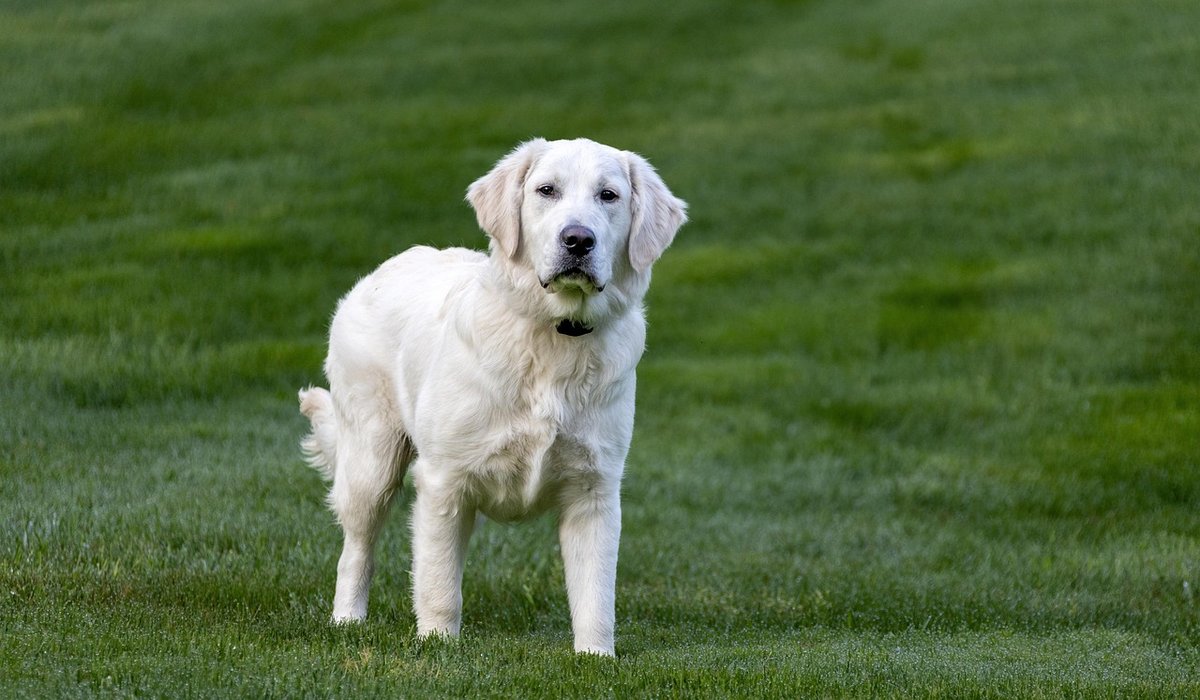 Daily Dental Care Routines for Healthy Dog Teeth
