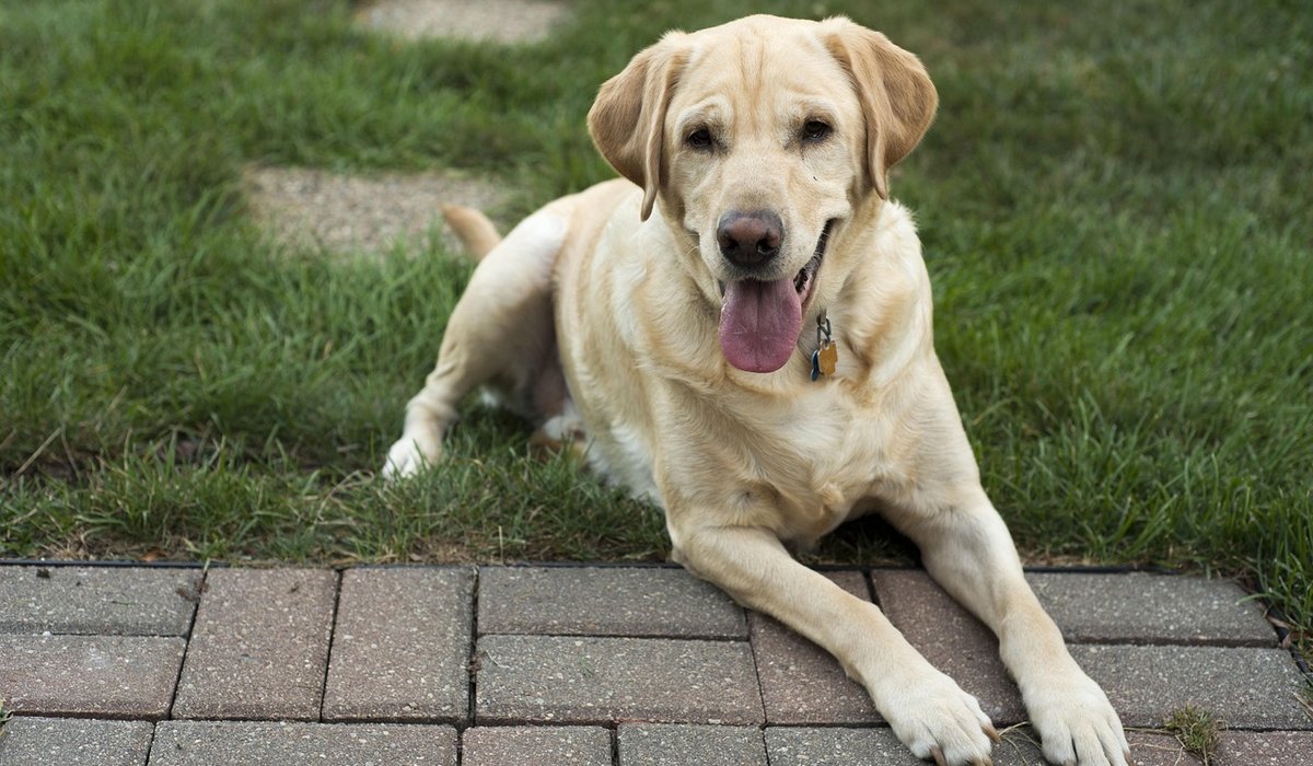 Keeping Dogs Cool During Warm Summer Day Trips