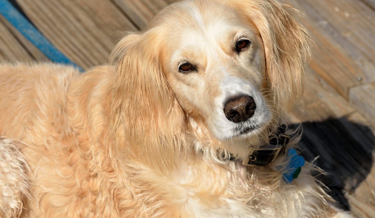 Preparing Dogs for Cold Weather and Dark Evenings