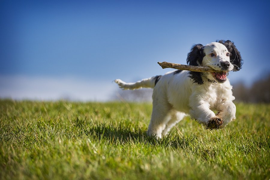 Romping Hounds