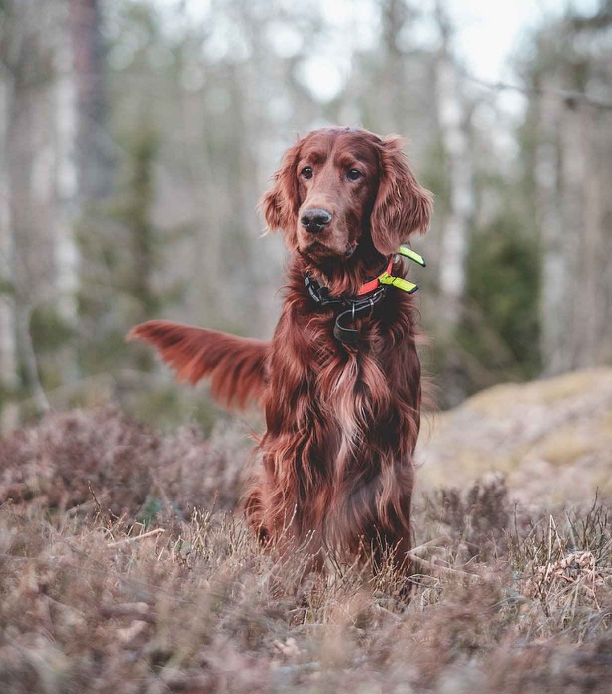 Romping Hounds