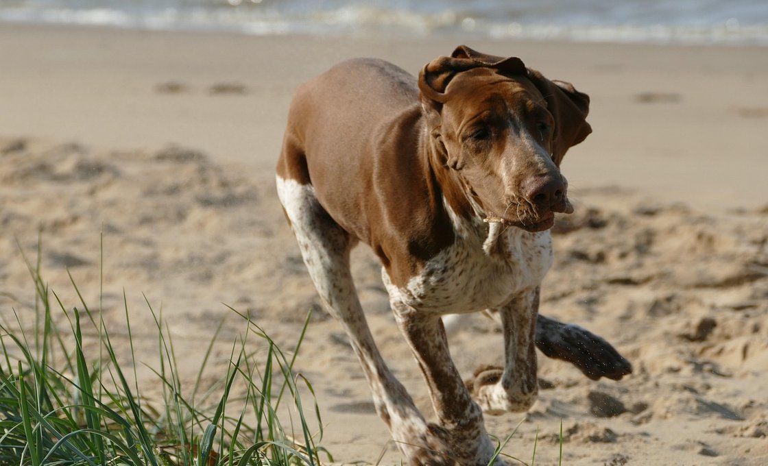 Romping Hounds
