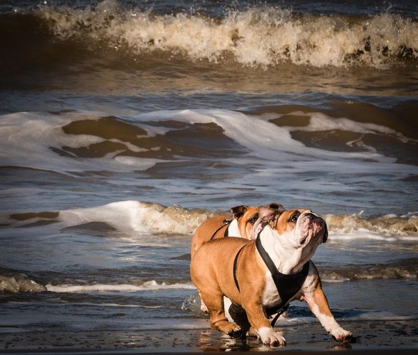 Romping Hounds